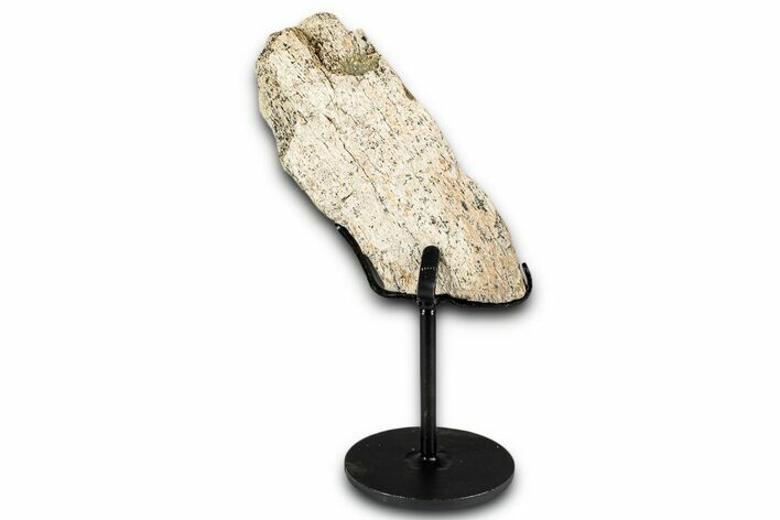 Fossil Triceratops Limb Section w/ Metal Stand - South Dakota #354353